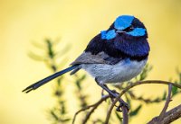 368 - BLUE ALERT - MIRABILE MARIO - australia <div : nature, wildlife